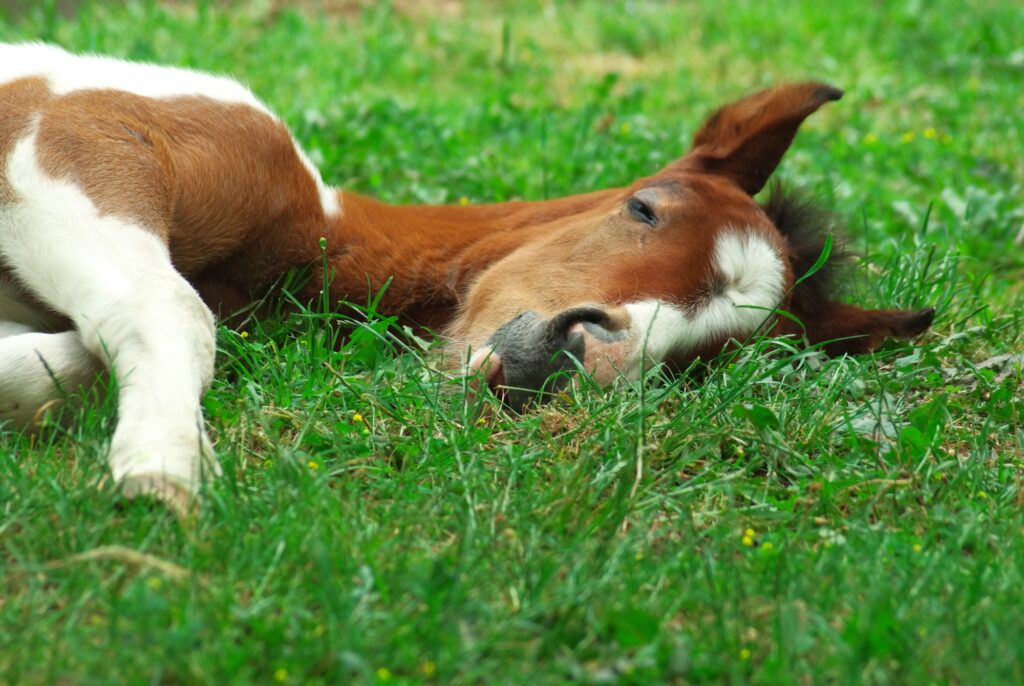 Sleeping foal